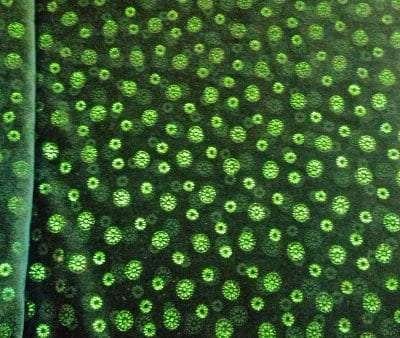 9K-104 Kiss Me Kelley Stretch Velvet